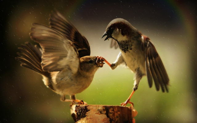 Birds fighting food pole rain free wallpaper for desktop - medium preview image