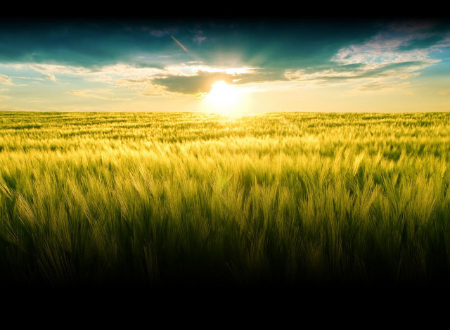 Green grass sunshine clouds blue free wallpaper for desktop - medium preview image