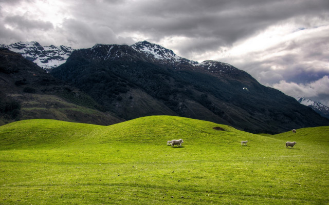 Sheep grazing lush green hillside free wallpaper for desktop - medium preview image