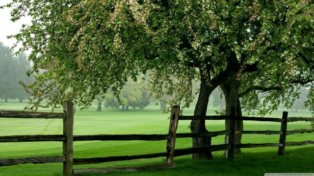 Tree field fence background trees free wallpaper for desktop - medium preview image