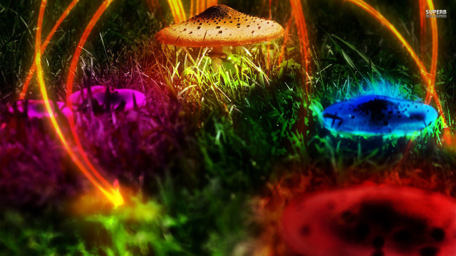 Mushrooms grass lights black background free wallpaper for desktop - medium preview image