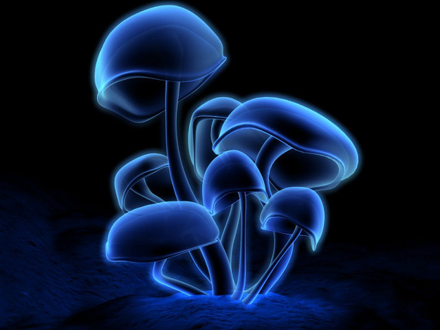 Blue mushrooms dark black background #2 free wallpaper for desktop - medium preview image