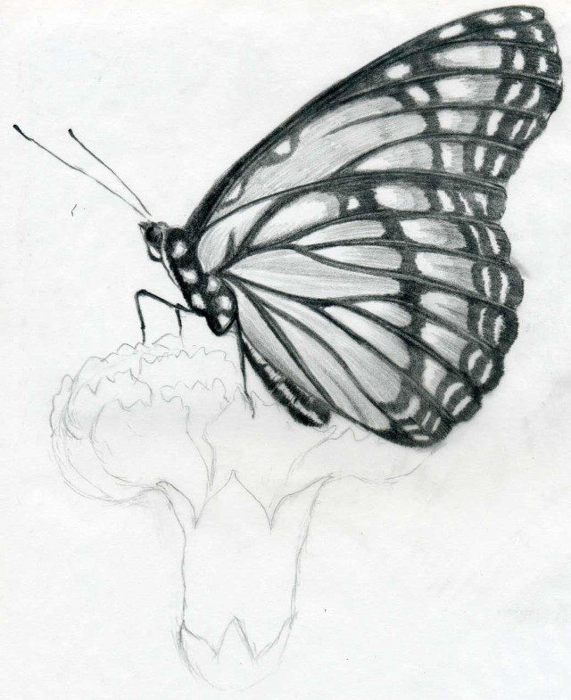 Butterfly flower stem drawing wings free wallpaper for mobile - medium preview image