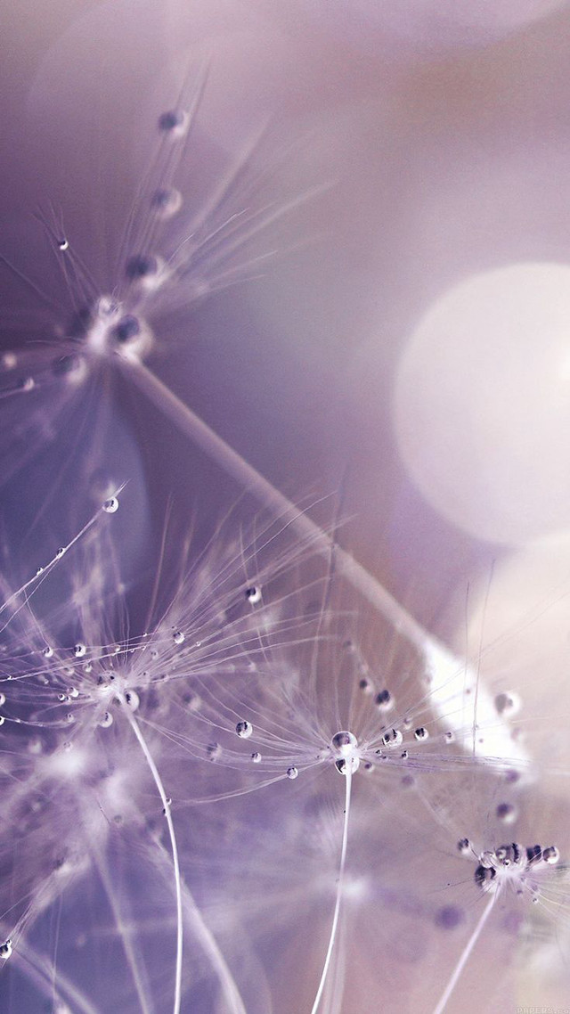 Dandelion water droplets purple background #4 free wallpaper for mobile - medium preview image