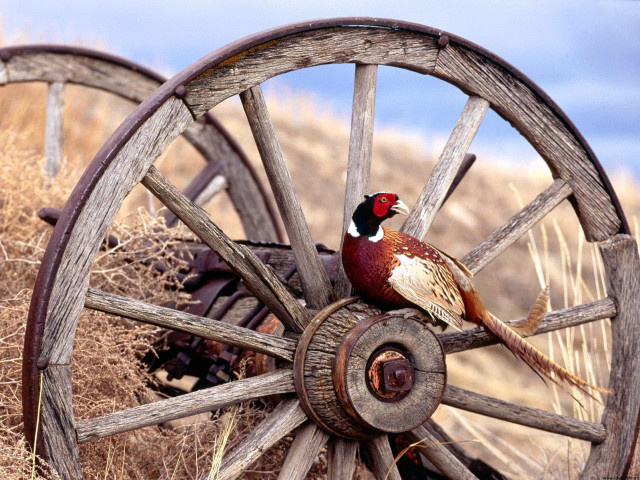Bird wheel field blue sky free wallpaper for desktop - medium preview image
