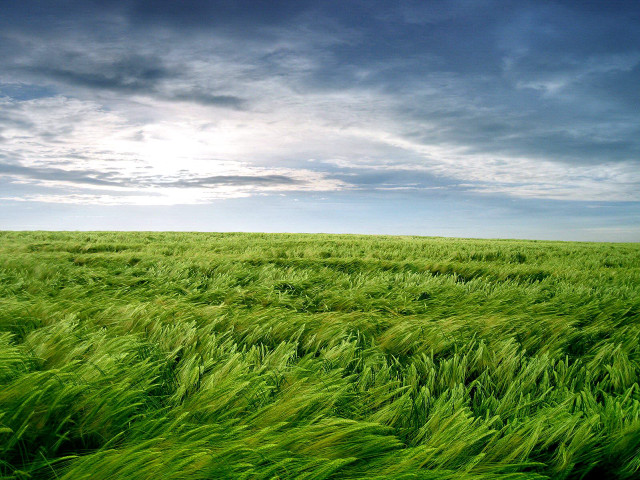 Field green grass cloudy sky free wallpaper for desktop - medium preview image