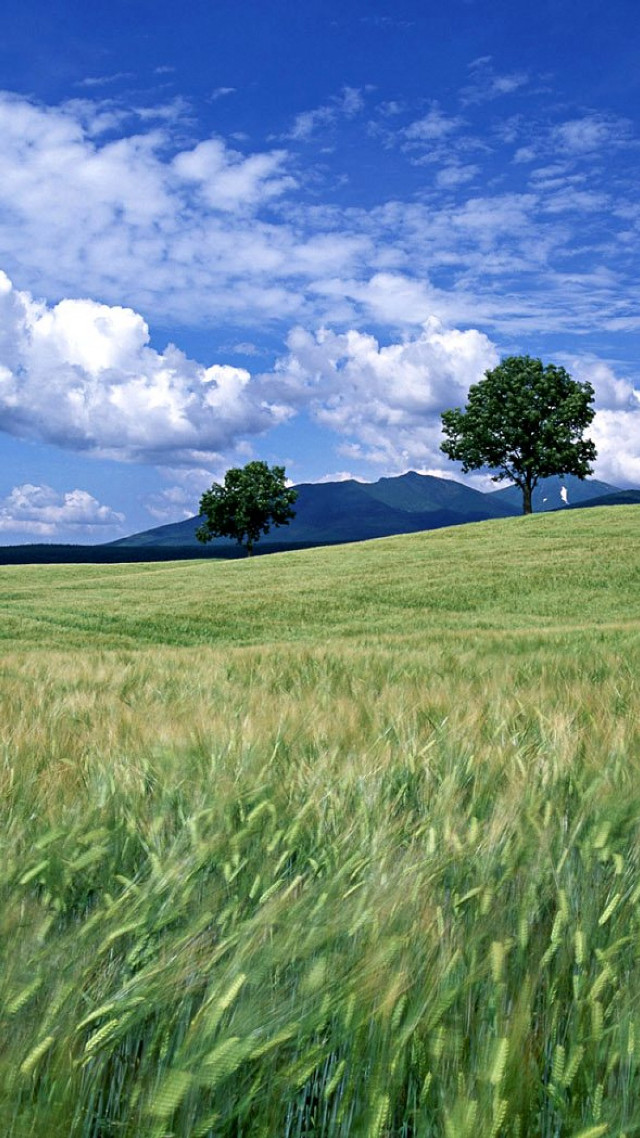 Field grass lone tree blue free wallpaper for mobile - medium preview image