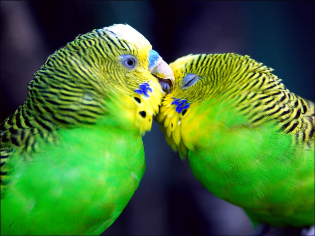 Two green birds kissing branch free wallpaper for desktop - medium preview image
