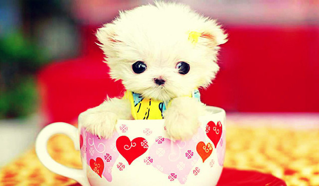 Small white dog cup red free wallpaper for desktop - medium preview image
