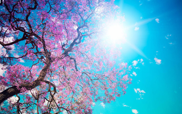 Purple flower tree sun blue #4 free wallpaper for desktop - medium preview image