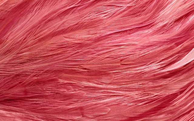 Pink feather textured background black free wallpaper for desktop - medium preview image
