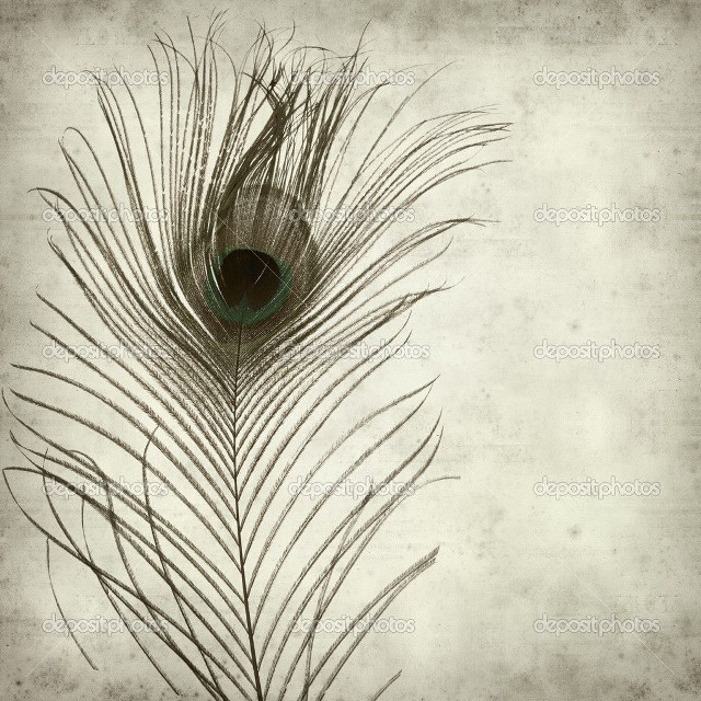 Peacock feather white background faded free wallpaper for tablet - medium preview image