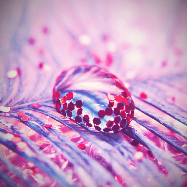 Feather closeup red blue object free wallpaper for tablet - medium preview image