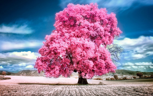 Large pink tree field sky free wallpaper for desktop - medium preview image