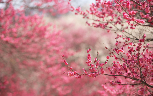 Pink flower tree branch bridge free wallpaper for desktop - medium preview image