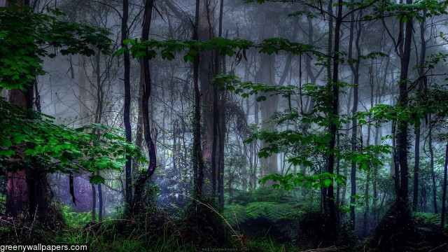 Foggy forest trees plants light free wallpaper for desktop - medium preview image