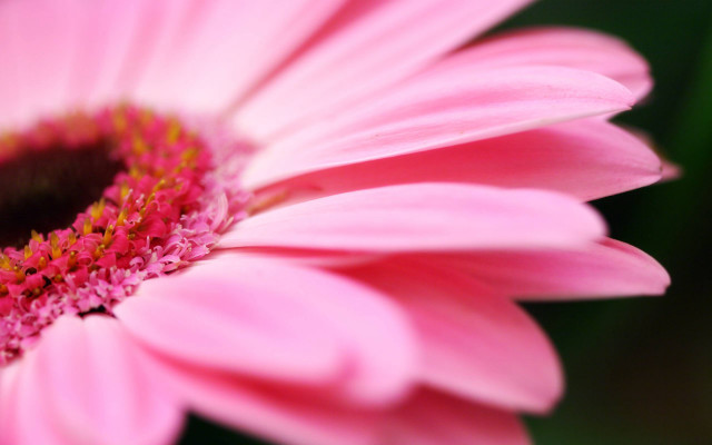 Pink flower green background yellow #8 free wallpaper for desktop - medium preview image