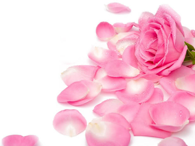 Pink rose water droplets neo free wallpaper for desktop - medium preview image
