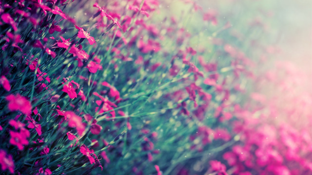 Pink flowers blurry background green #2 free wallpaper for desktop - medium preview image