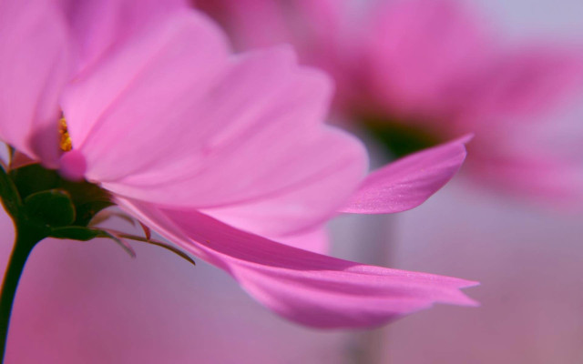 Pink flower vase water blurry free wallpaper for desktop - medium preview image