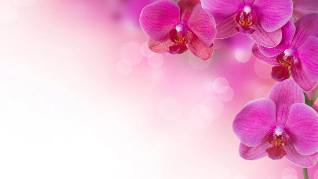 Pink flower white background pink free wallpaper for desktop - medium preview image