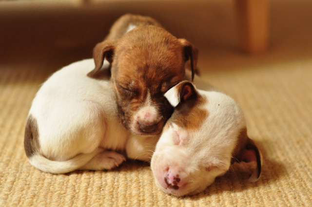 Puppies cuddling on the floor free wallpaper for desktop - medium preview image