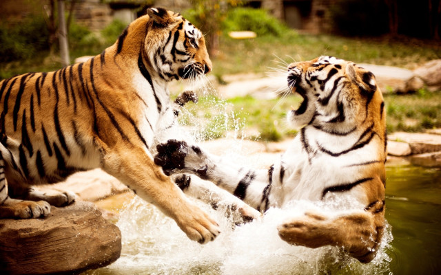 Two tigers playing in pond free wallpaper for desktop - medium preview image
