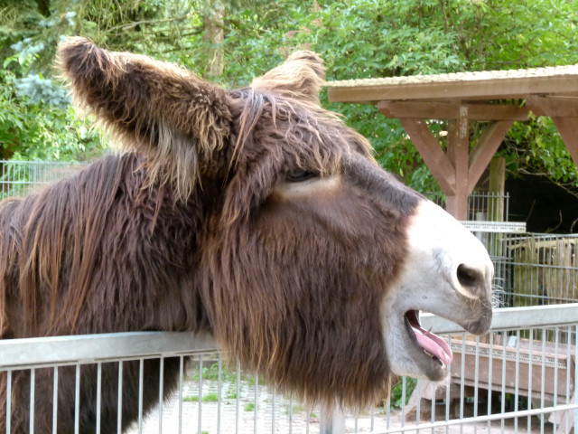 Donkey mouth open fence zoo free wallpaper for desktop - medium preview image