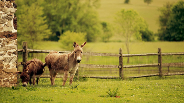 Donkey calf field stone wall free wallpaper for desktop - medium preview image