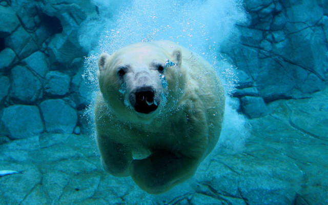 Polar bear swimming water rocks free wallpaper for desktop - medium preview image