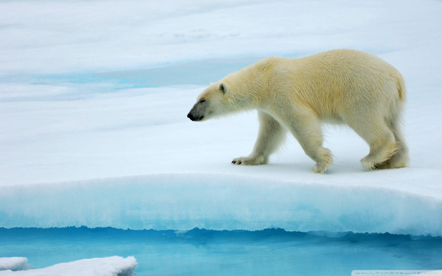 Polar bear walking frozen lake free wallpaper for desktop - medium preview image