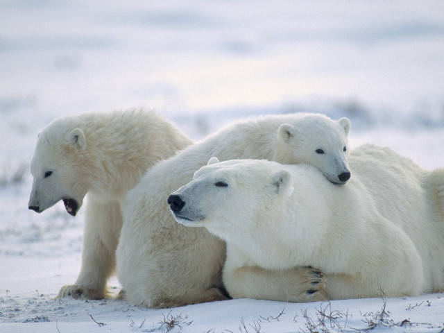 Three polar bears sitting together free wallpaper for desktop - medium preview image