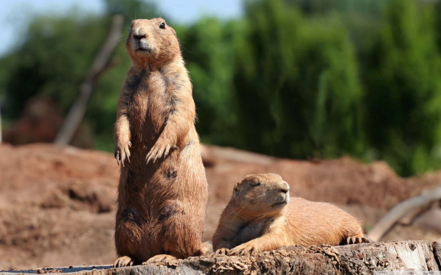 Prairie groundhogs standing hind legs #4 free wallpaper for desktop - medium preview image