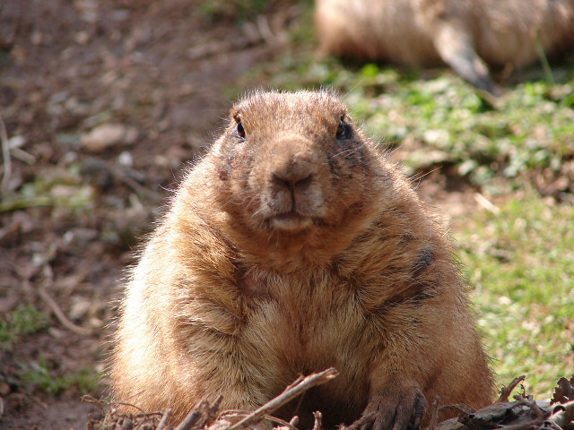 Groundhog sitting grass looking camera free wallpaper for desktop - medium preview image