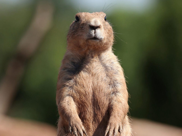 Small brown animal standing closed free wallpaper for desktop - medium preview image