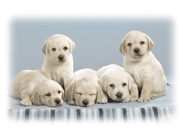 Puppies blanket photo studio lightblue free wallpaper for desktop - medium preview image