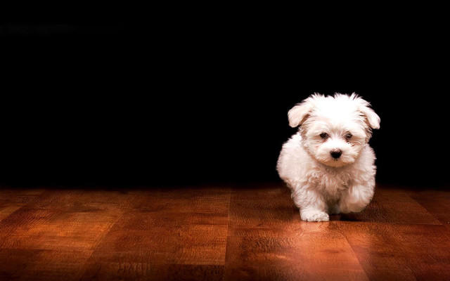Small white dog wooden floor free wallpaper for desktop - medium preview image