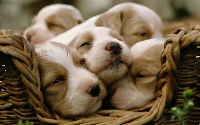 Puppies sleeping basket together cute free wallpaper for desktop - medium preview image