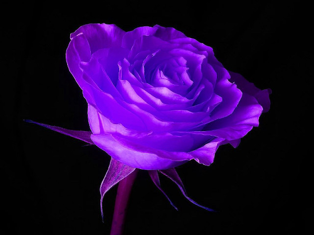 Purple rose dark black background free wallpaper for desktop - medium preview image