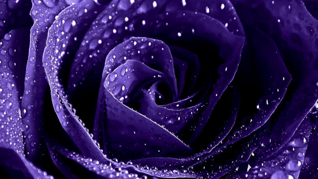 Purple rose water droplets night free wallpaper for desktop - medium preview image