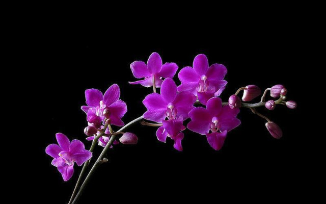 Purple flower vase black background free wallpaper for desktop - medium preview image