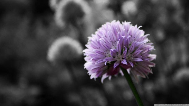 Purple flower blurry background black free wallpaper for desktop - medium preview image
