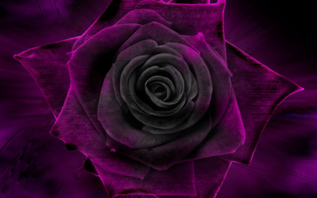 Purple rose black center gothic free wallpaper for desktop - medium preview image