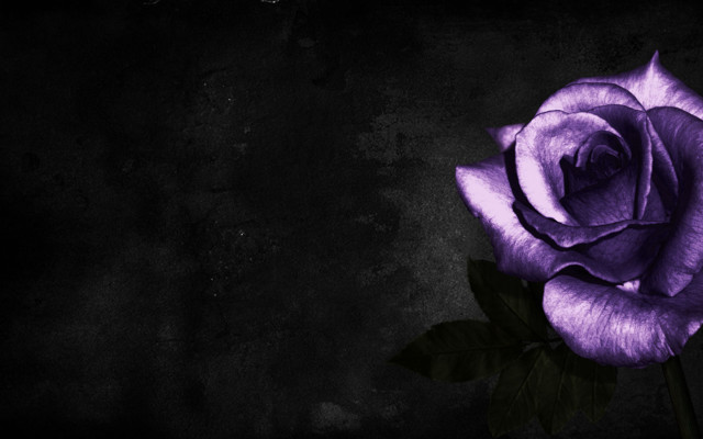 Purple rose black background green free wallpaper for desktop - medium preview image