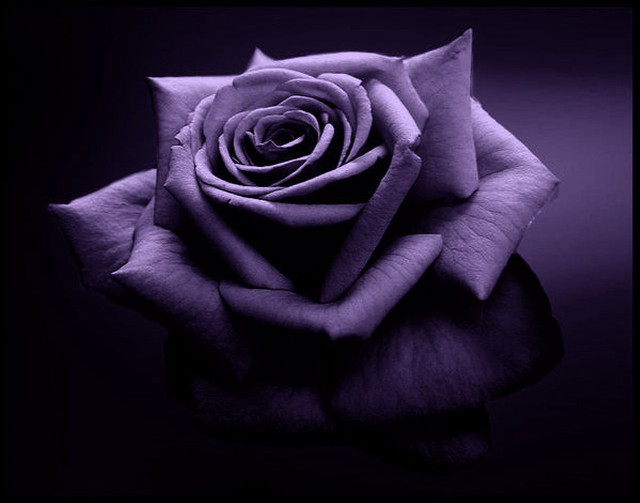 Purple rose black white reflection free wallpaper for desktop - medium preview image