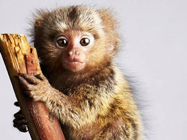 Small monkey sticking up puzzle free wallpaper for desktop - medium preview image