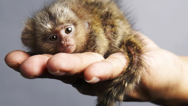 Small monkey person hand fur free wallpaper for desktop - medium preview image