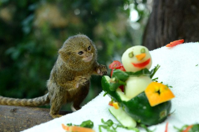 Small monkey fake snowman fake free wallpaper for desktop - medium preview image