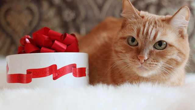 Cat laying bowl red ribbon free wallpaper for desktop - medium preview image