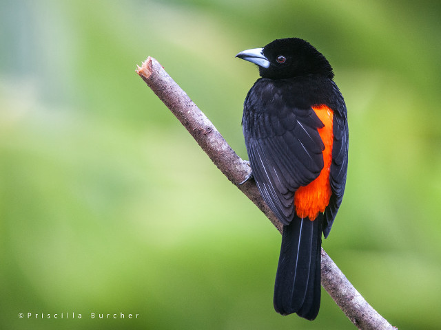 Black bird orange feathers branch #2 free wallpaper for desktop - medium preview image